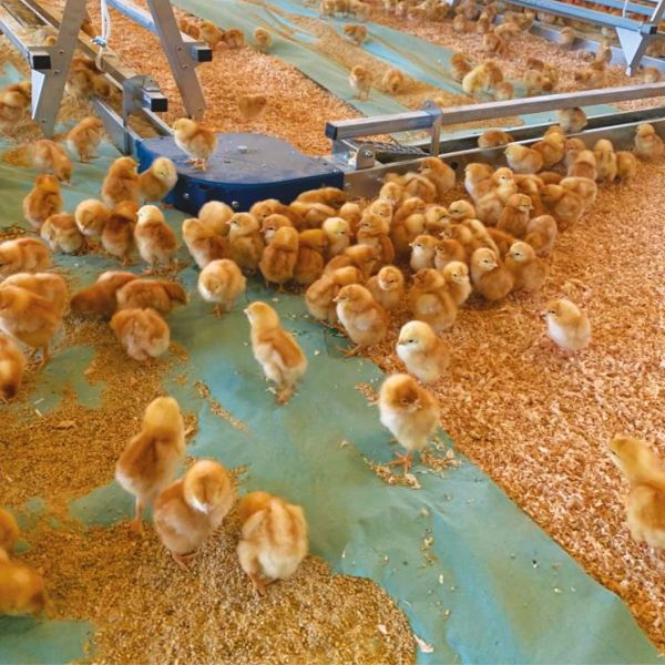 Qualità produzione uova Fattorie Piemonte