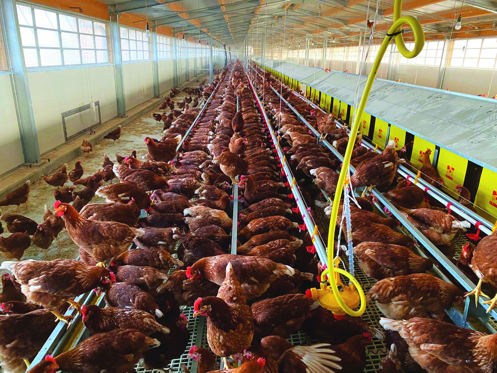 Uova genuine da galline allevate a terra 