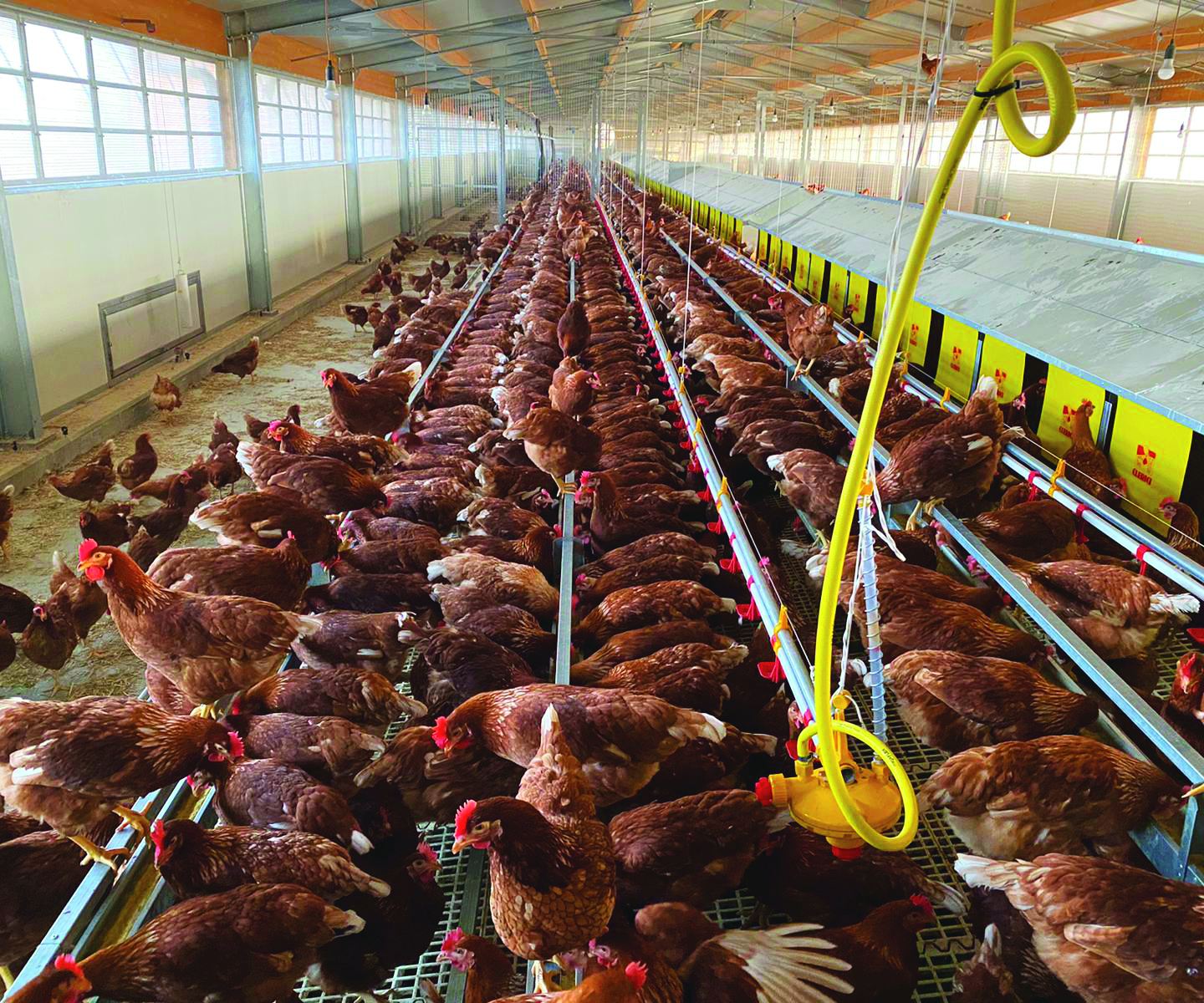 Uova genuine da galline allevate a terra 