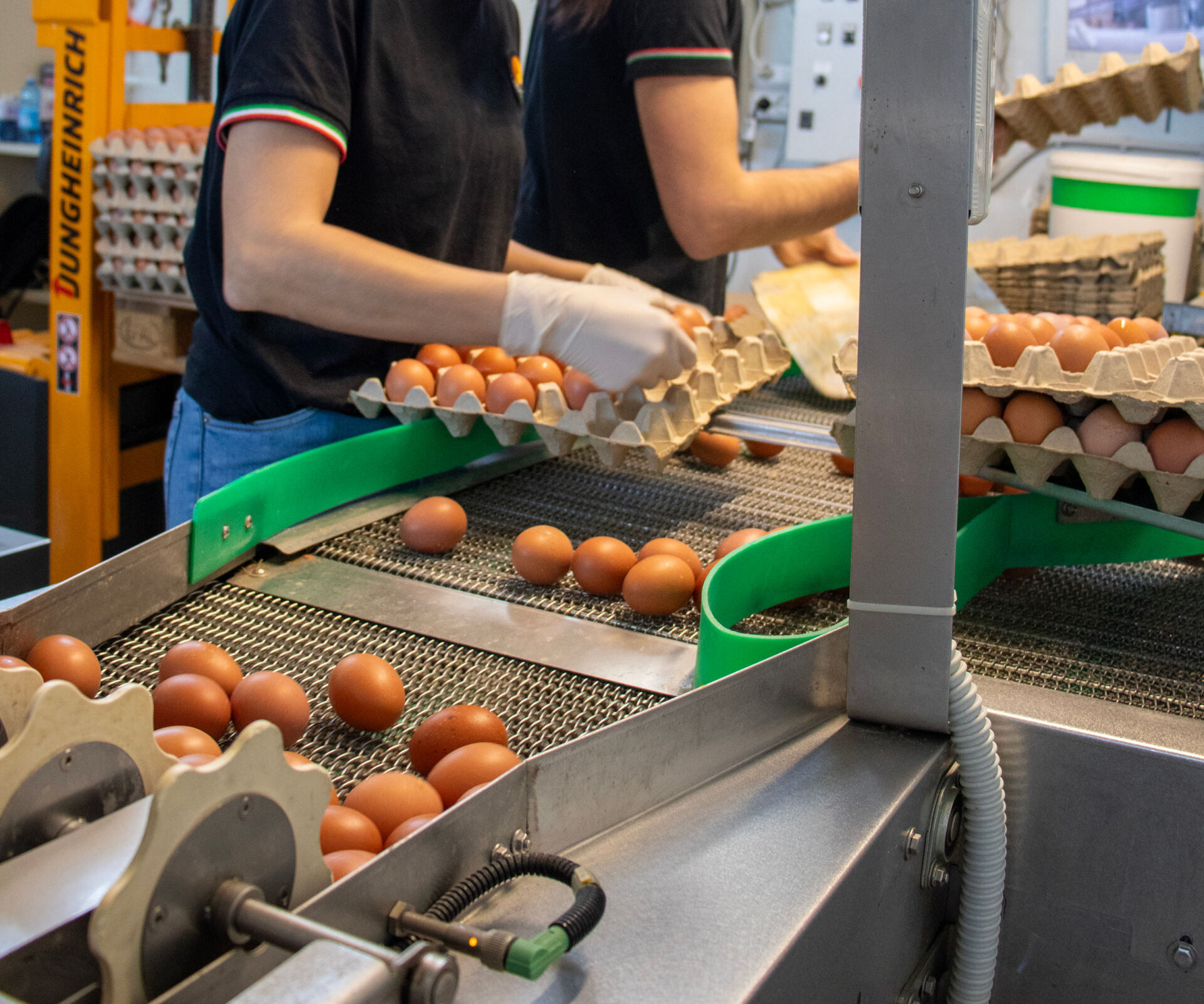 La raccolta e la selezione delle uova di qualità da Fattorie Piemonte