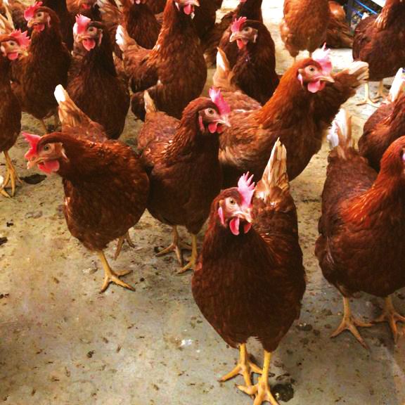 Galline che razzolano Fattorie Piemonte