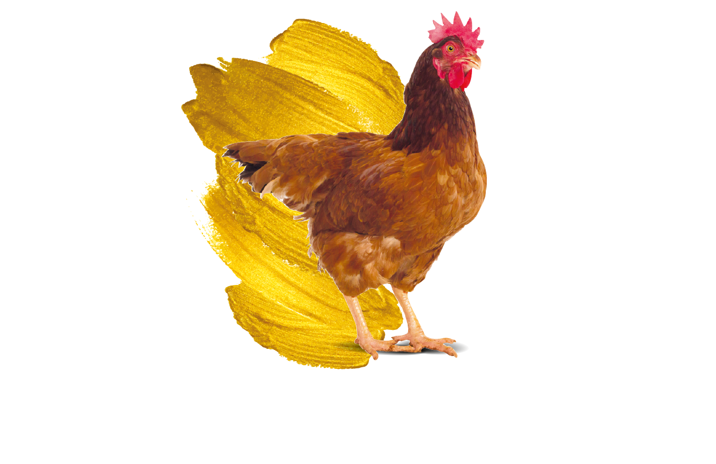 Pollaio Fattorie Piemonte